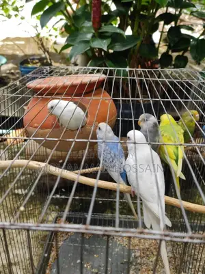 এলবিনো রেড আই জোড়া এবং নরমাল বাজরিগার।