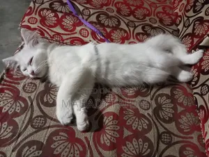 3-6 Months Male Purebred Persian