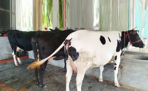 ১৪৪১ নং অল্প দামে উন্নত জাতের ৩টি গাভী বিক্রয় হবে ।