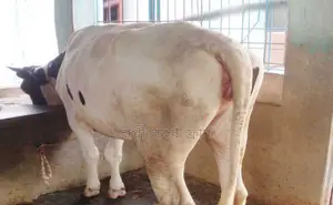 ১৪৪২ উন্নত জাতের বকনা বাছুর।