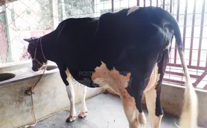 ১৪৪৩নং গাভী গরু বিক্রয় হবে।