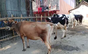 ১৪৪৪ নং উন্নত জাতের ৬টি গাভী বিক্রয় হবে।