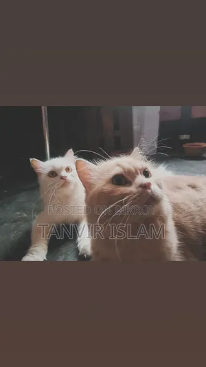 1+ Year Male Purebred Persian