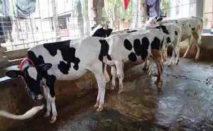 ১৪৪৫নং ৫টি বকনা বিক্রয় হবে ।