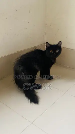 3-6 Months Female Purebred Persian