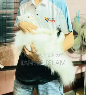 1+ Year Female Purebred Persian Cat
