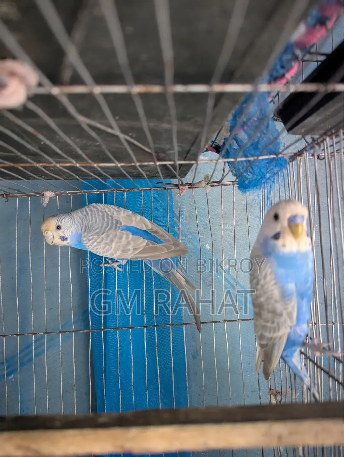 Budgerigar