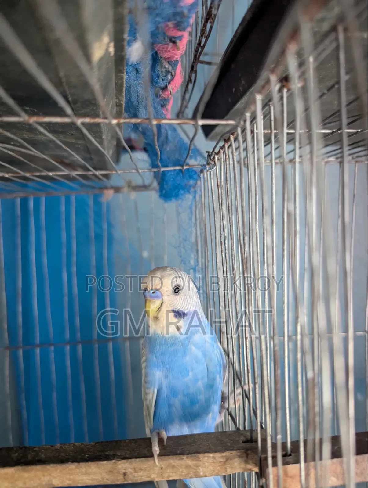 Budgerigar