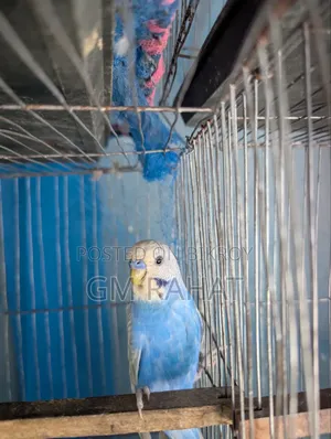 Budgerigar