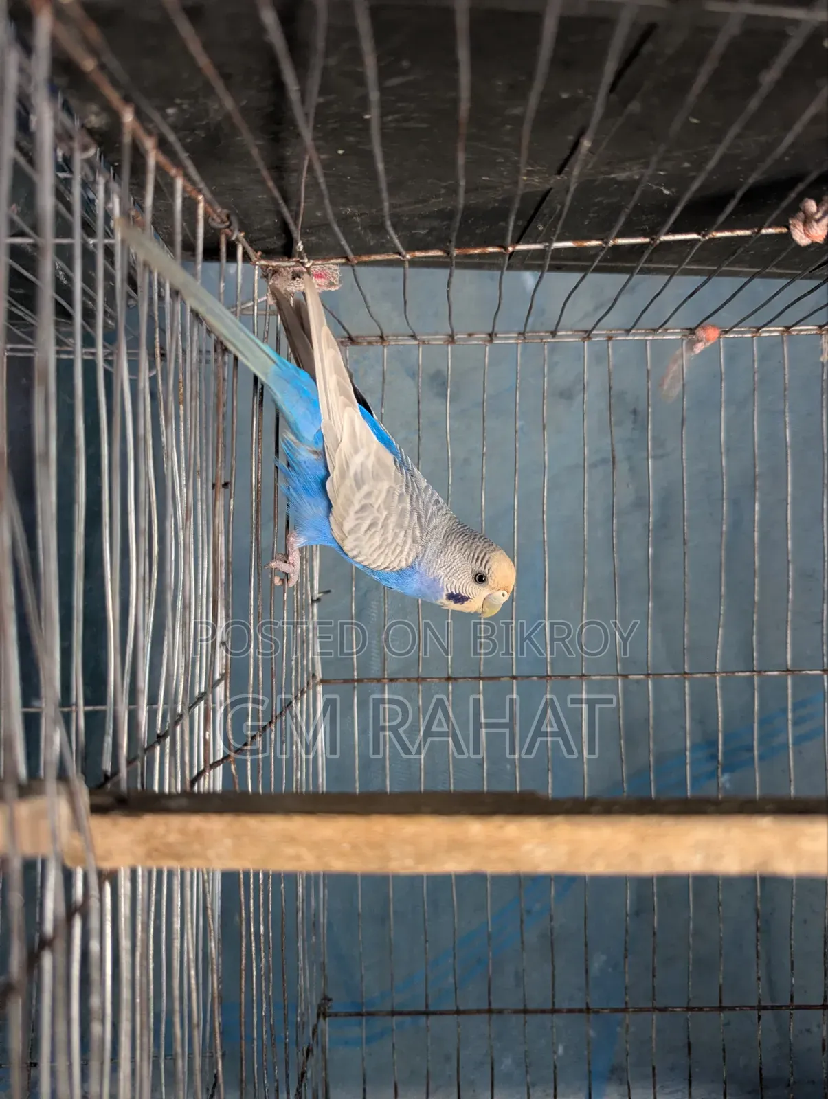 Budgerigar