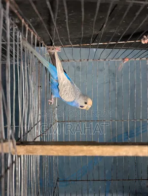Budgerigar
