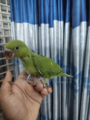 Ringneck Baby Sell