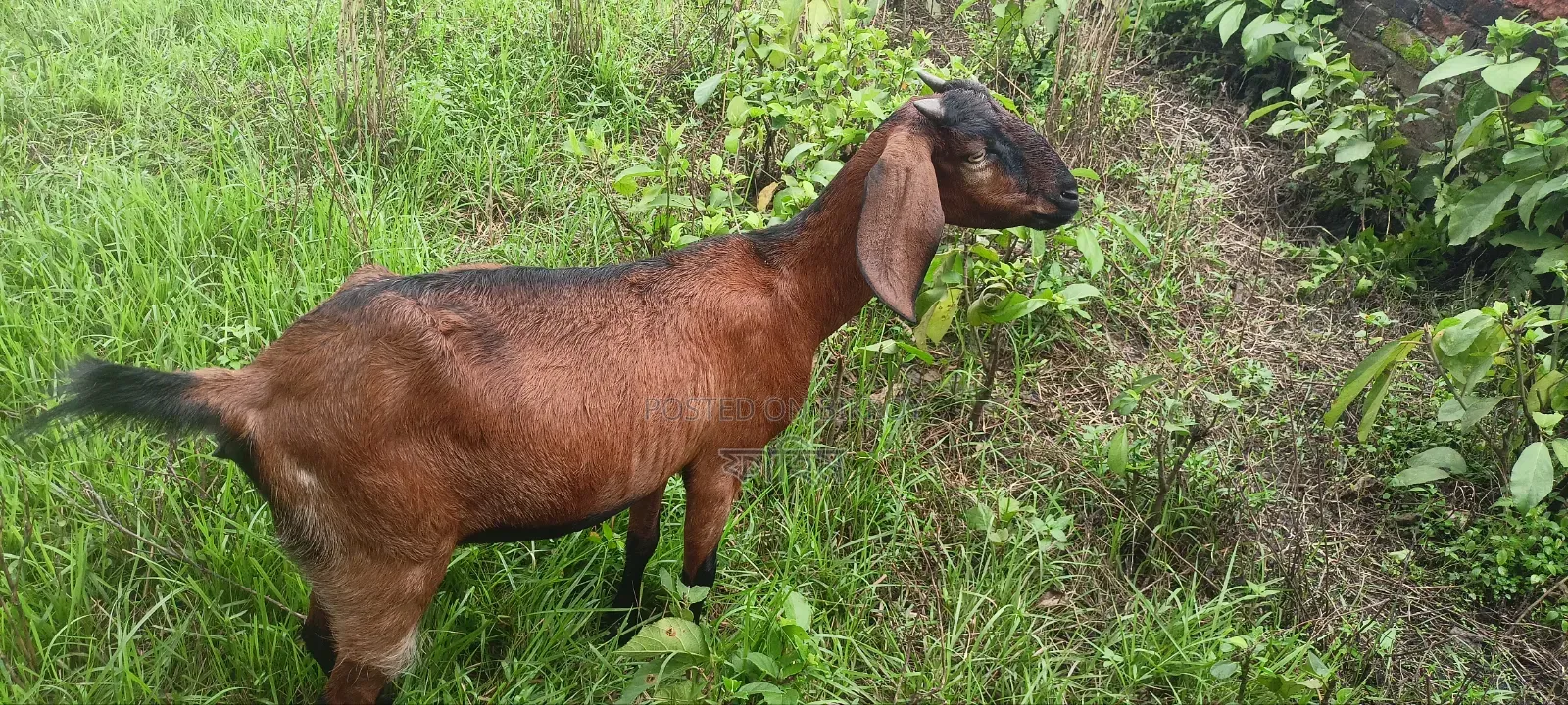 ছাগল বিক্রি হবে (পাঠি)।