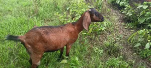 ছাগল বিক্রি হবে (পাঠি)।