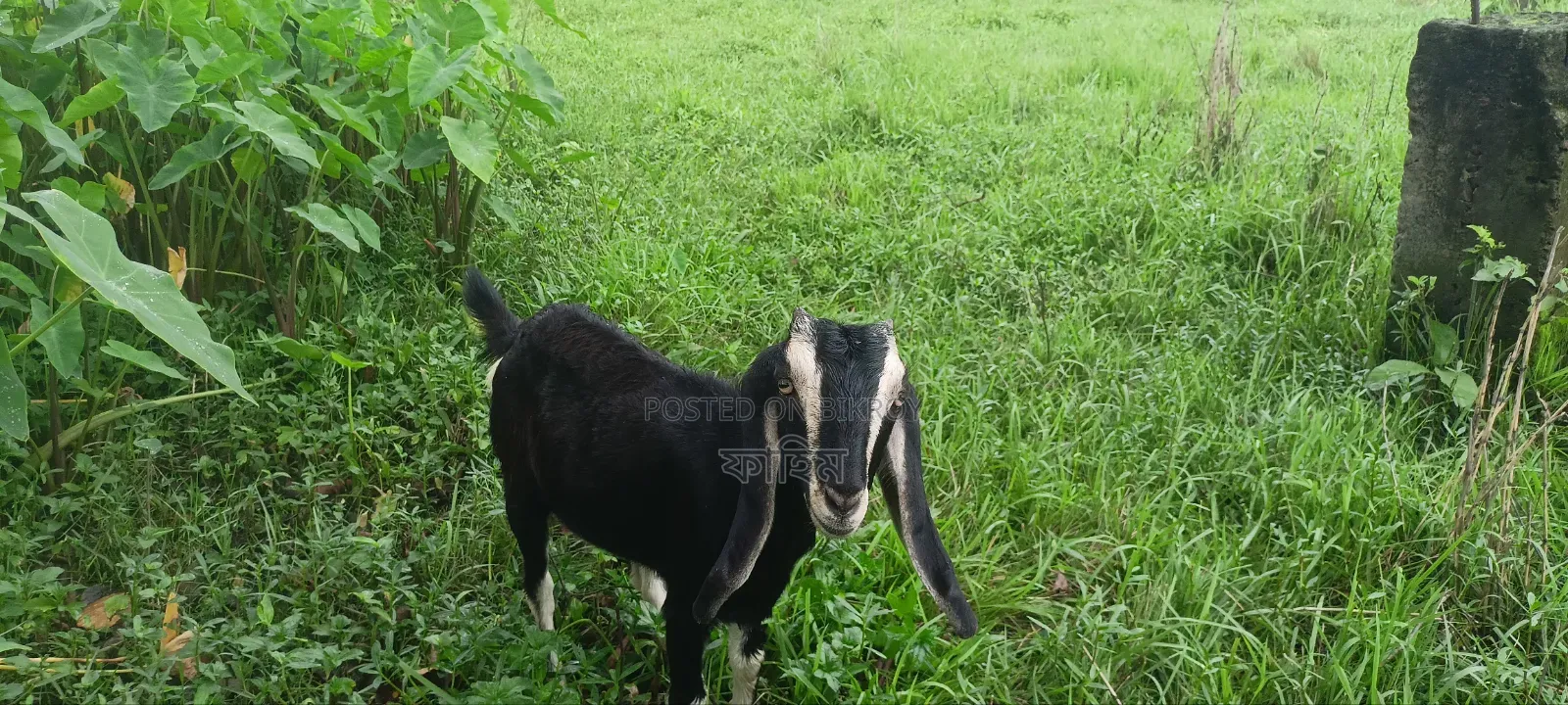 ছাগল বিক্রি হবে (পাঠি)।