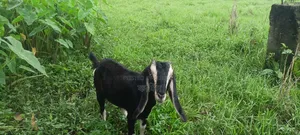 ছাগল বিক্রি হবে (পাঠি)।