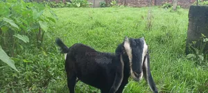 ছাগল বিক্রি হবে (পাঠি)।