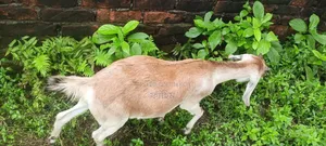 ছাগল বিক্রি হবে (পাঠি)।