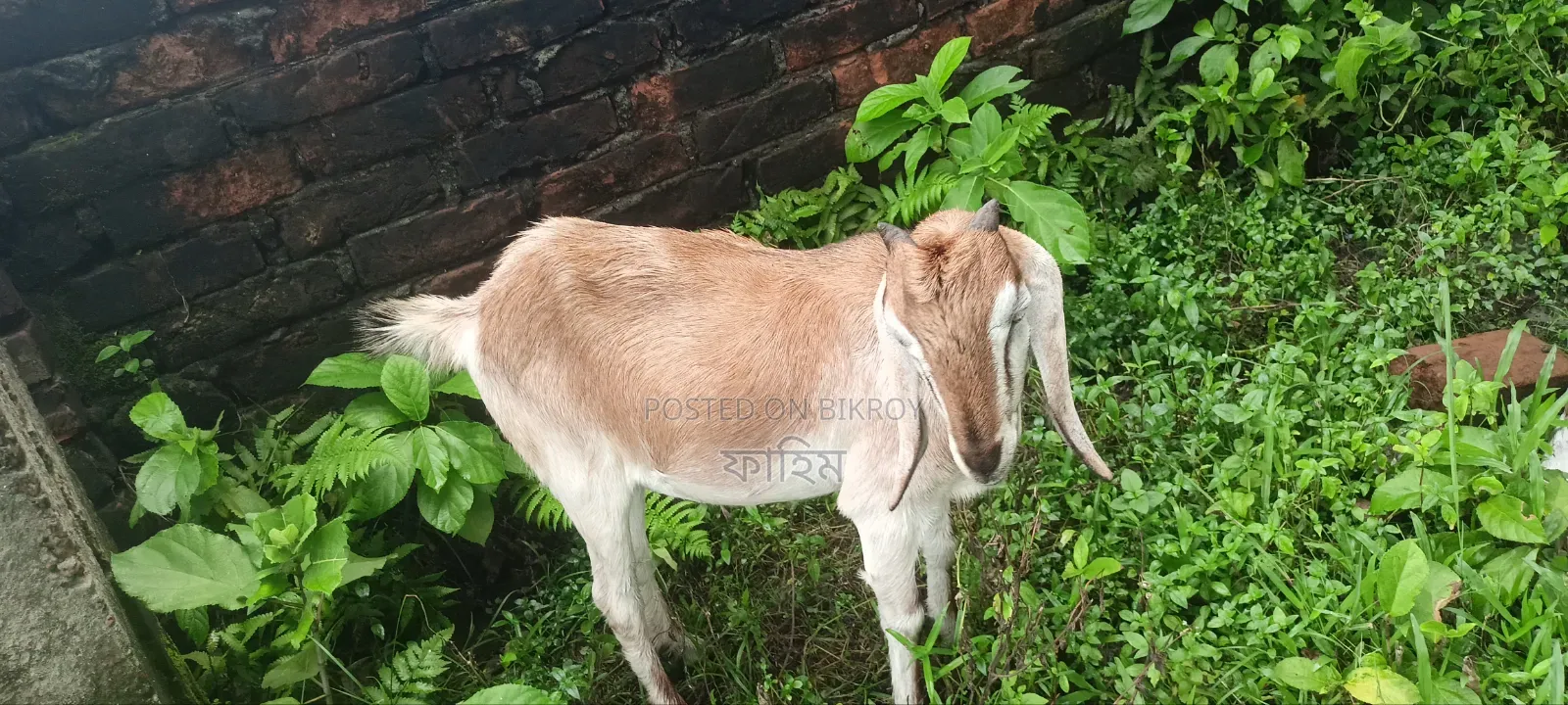 ছাগল বিক্রি হবে (পাঠি)।