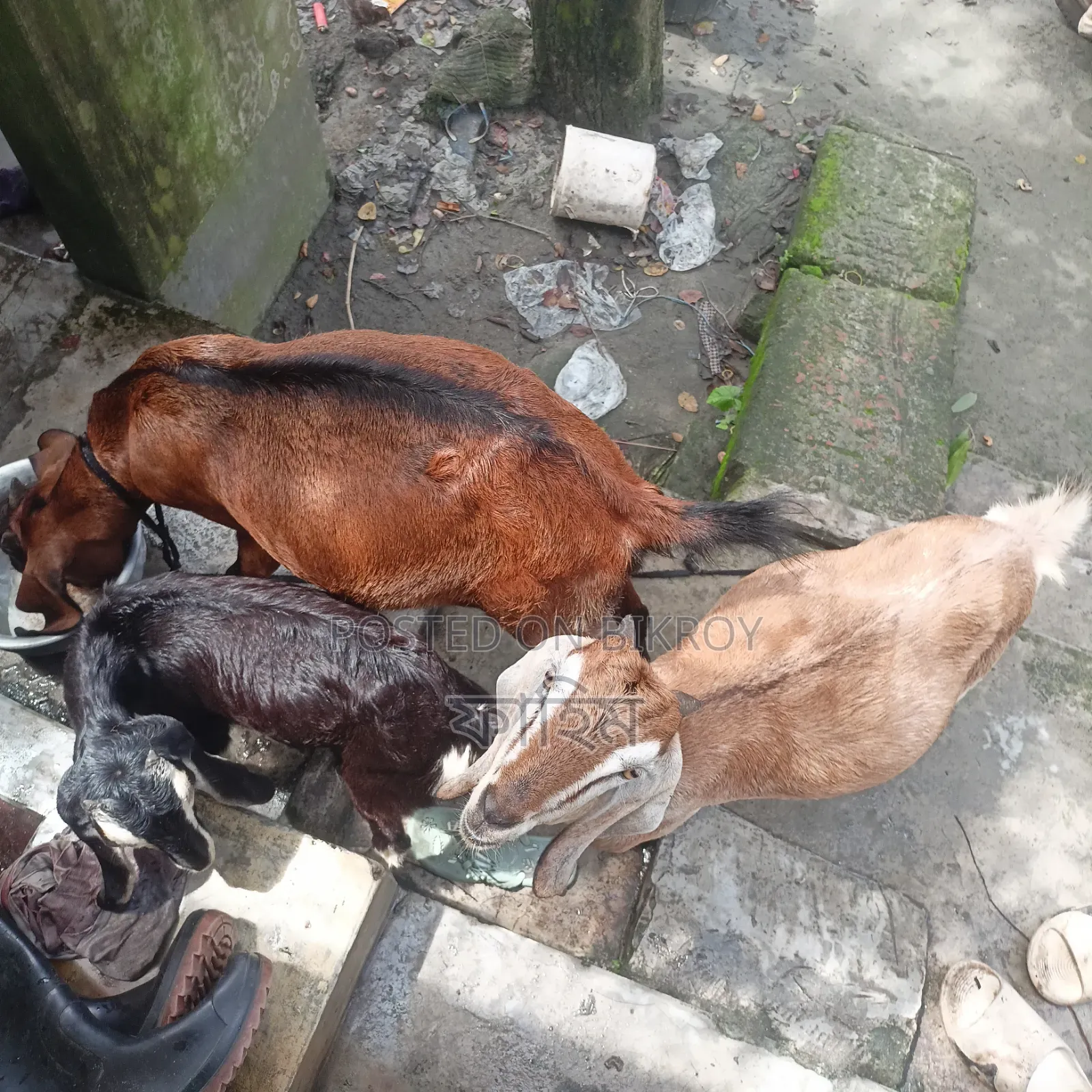 ছাগল বিক্রি হবে (পাঠি)।