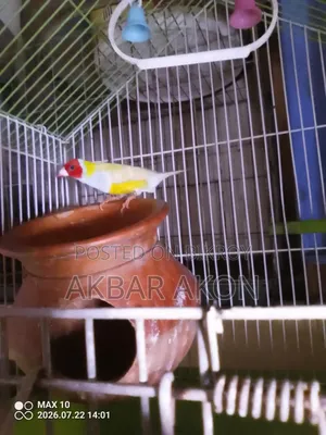 1 Piece Gouldian Finch