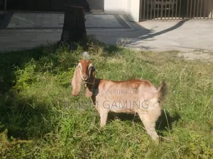 দুইটি পাটনায়া ছাগল