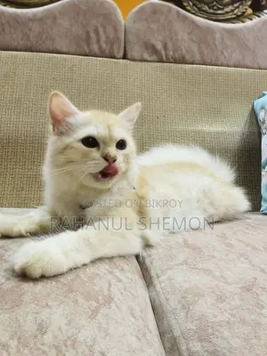 3-6 Months Female Purebred Persian Cat