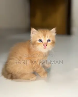 1-3 Months Male Purebred Persian