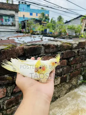 লুটিনো ককাটেল বেবি