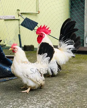 জাপানিজ বেন্থাম জোড়া