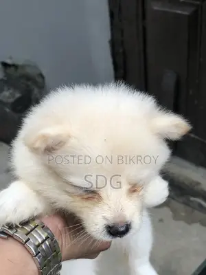 ০-১ মাস বয়সী পুরুষ খাঁটি জাতের জাপানি স্পিৎজ