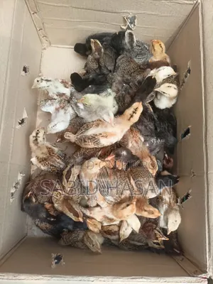 পিওর দেশি মুরগি