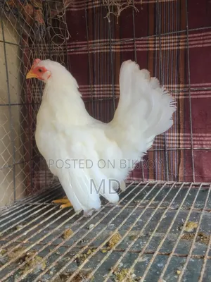 White Japanese Bantam White Japanese Bantam