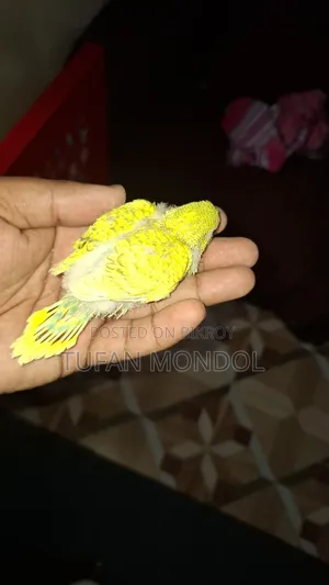 Tame size baby