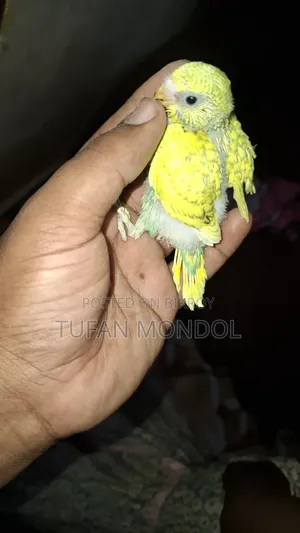 Tame size baby