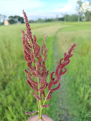 লাল কাউন রেড মিলেট