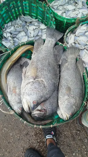 Large Sea Fish — Order Directly!