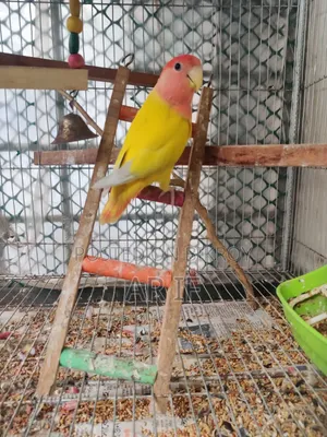 Running Love Bird