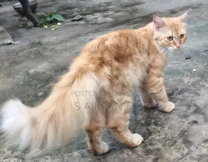 6-12 Months Male Purebred Persian