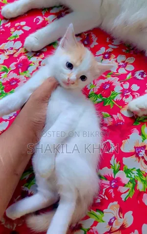 0-1 Month Female Mixed Breed Persian