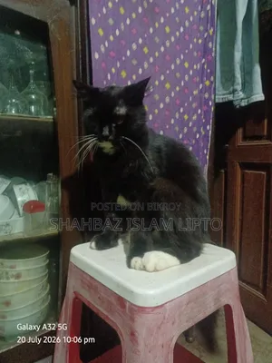 3-6 Months Female Mixed Breed Cat