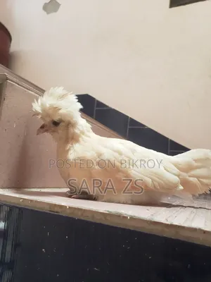 সৌখিন মুরগির বাচ্চা সেল করা হবে