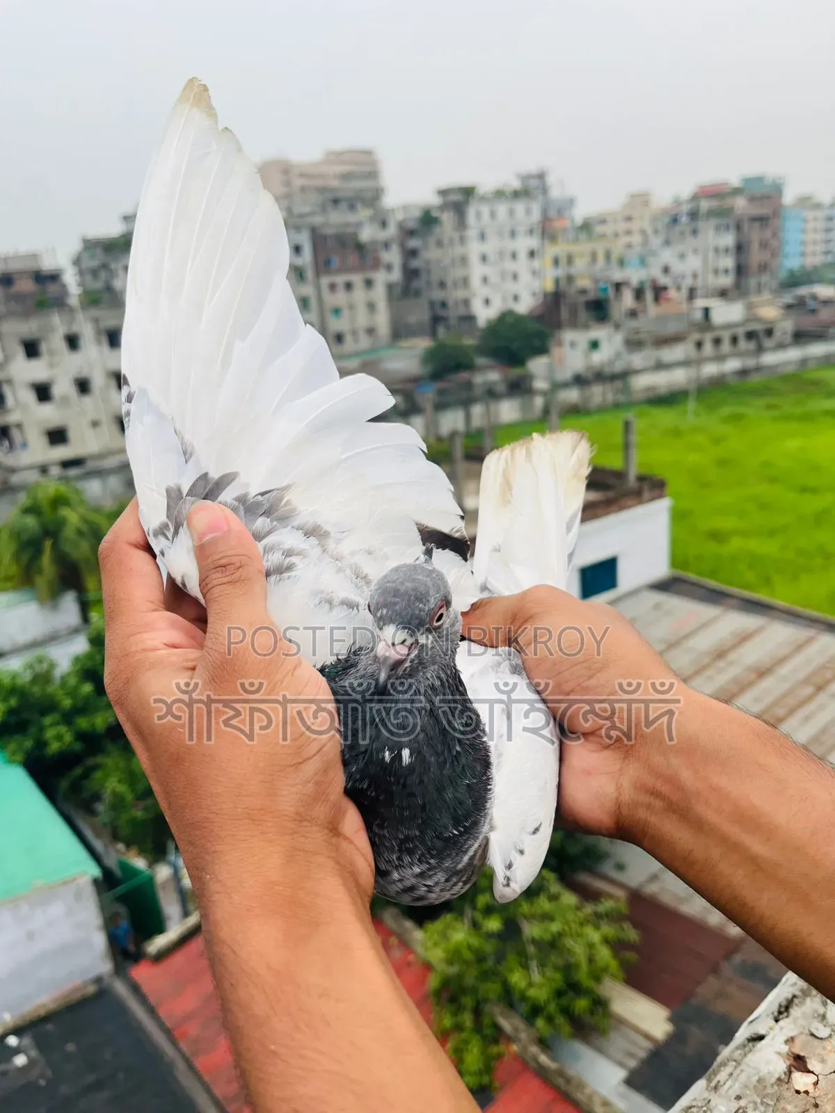Green Gola Running Female Pigeon for Sale
