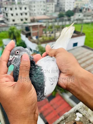 Green Gola Running Female Pigeon for Sale