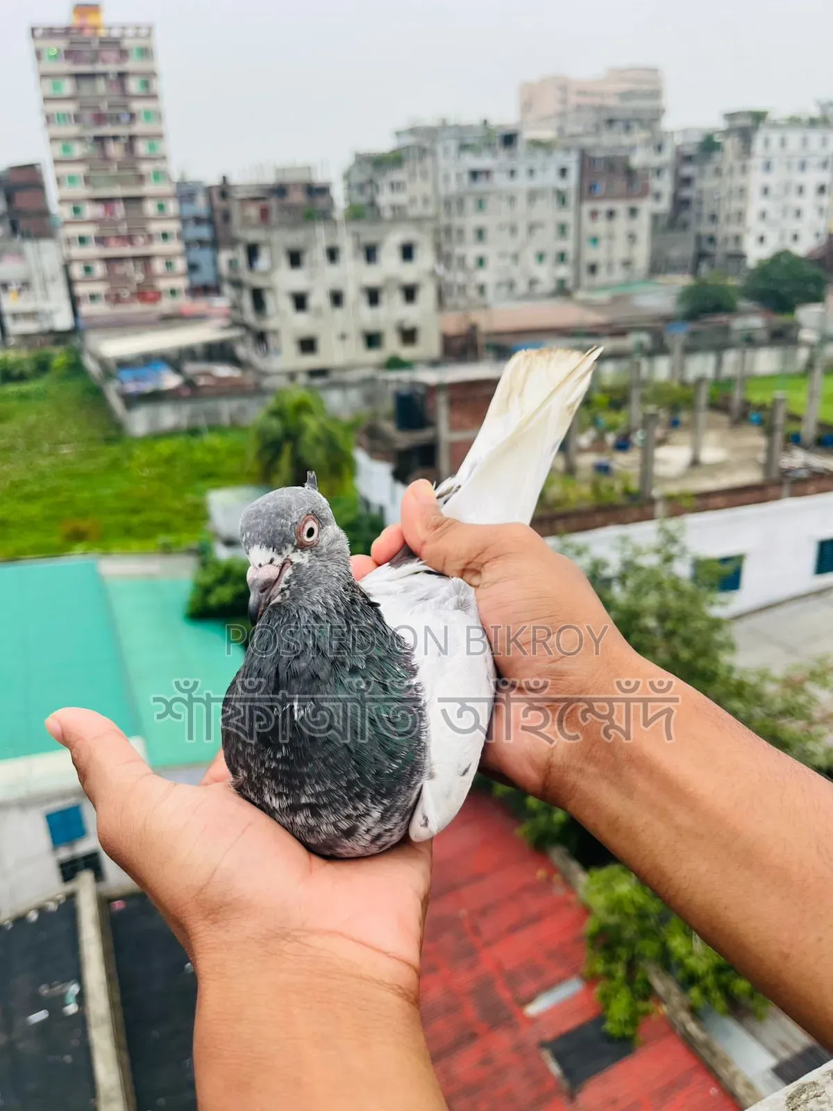 Green Gola Running Female Pigeon for Sale