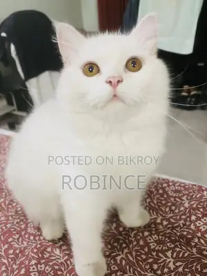 6-12 Months Female Purebred Persian