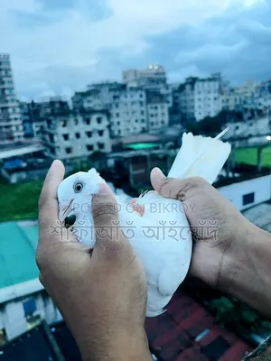 Chinese Pigeon for Sale