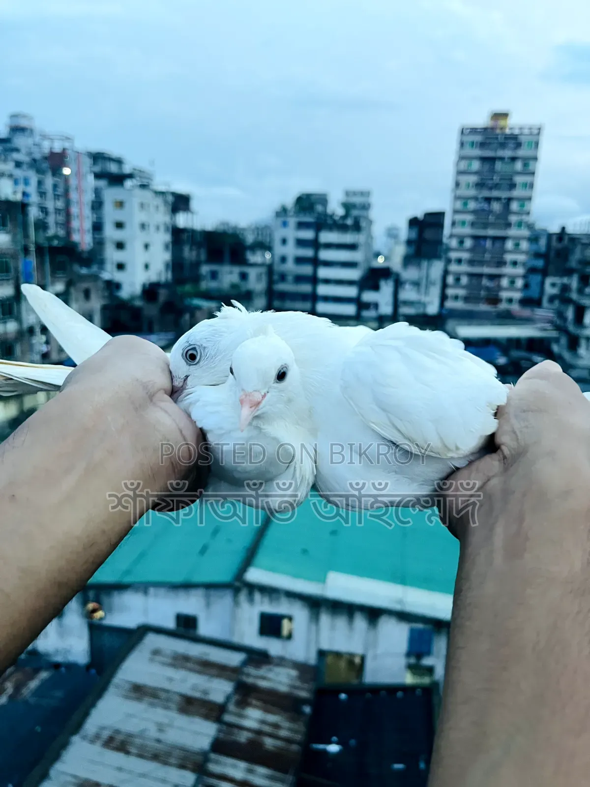 Chinese Pigeon for Sale