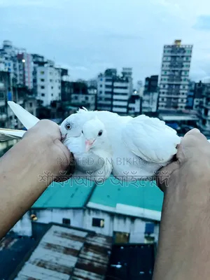 Chinese Pigeon for Sale