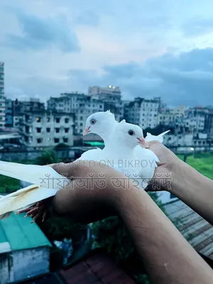 Chinese Pigeon for Sale